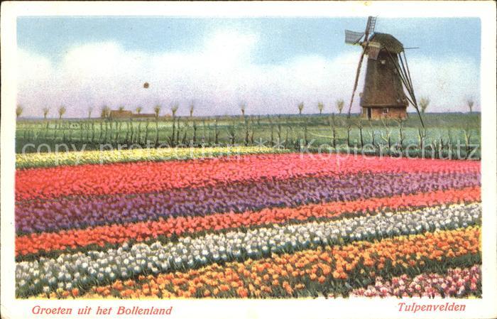 Windmuehle Tulpenfeld Holland
