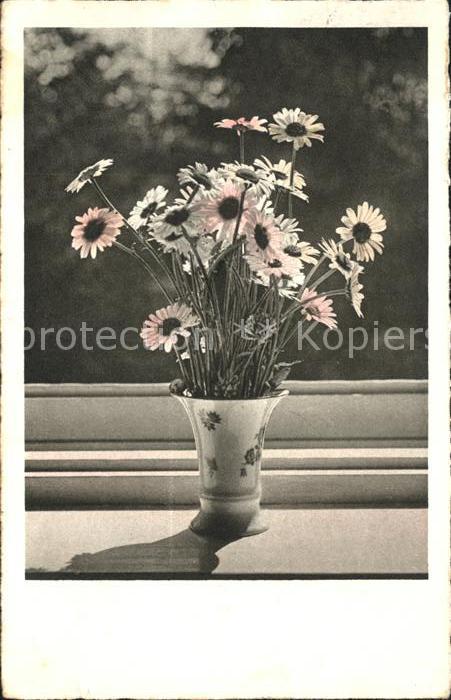 Blumen Margeriten Vase Foto-Begro-Nr. 3353