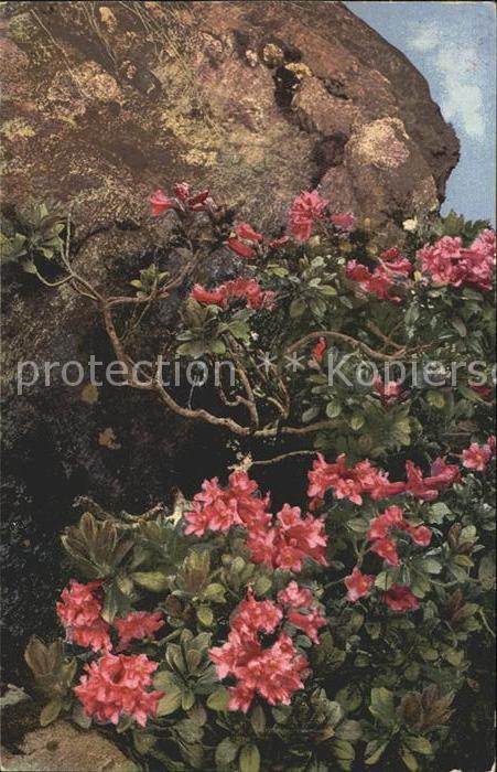 Verlag Photochromie Nr. 897 Rostblaettrige Alpenrosen Rhododendron ferrugineum