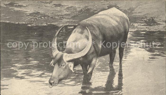Tiere Wasserbueffel