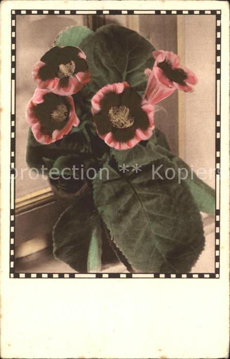 Foto Amag Nr. 40145 Blumen
