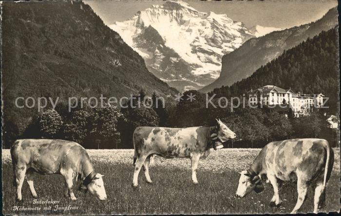 Kuehe Interlaken Höhematte Jungfrau