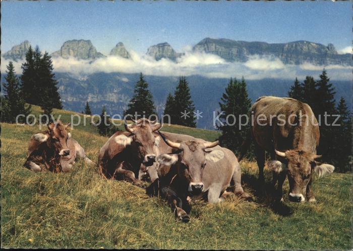 Kuehe Flumserberg Prodalp