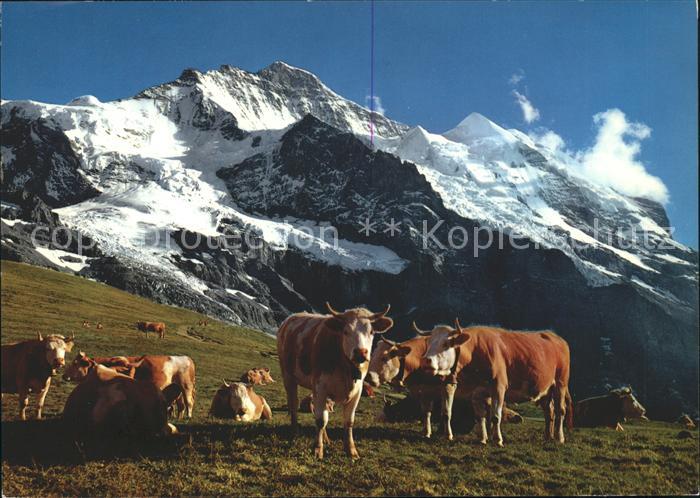 Kuehe Kleine Scheidegg Jungfrau