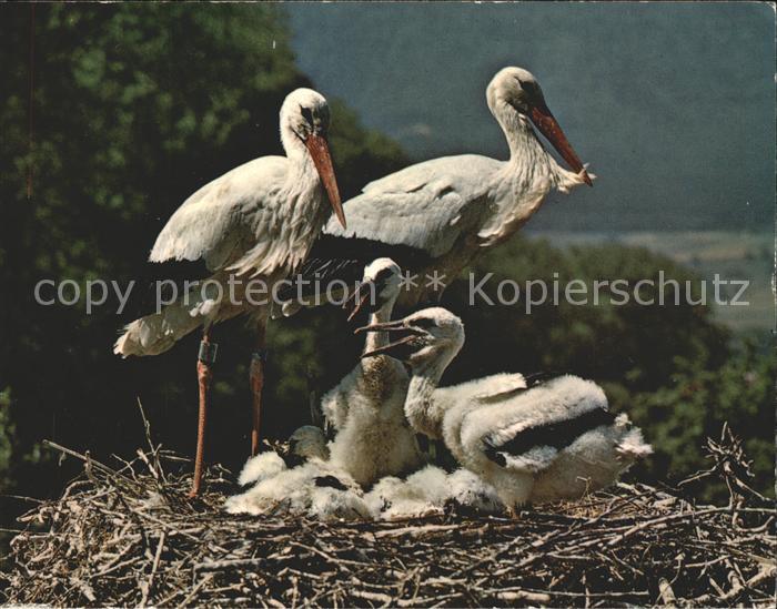 Storch Störche Altreu/So. Schweizerische Vogel