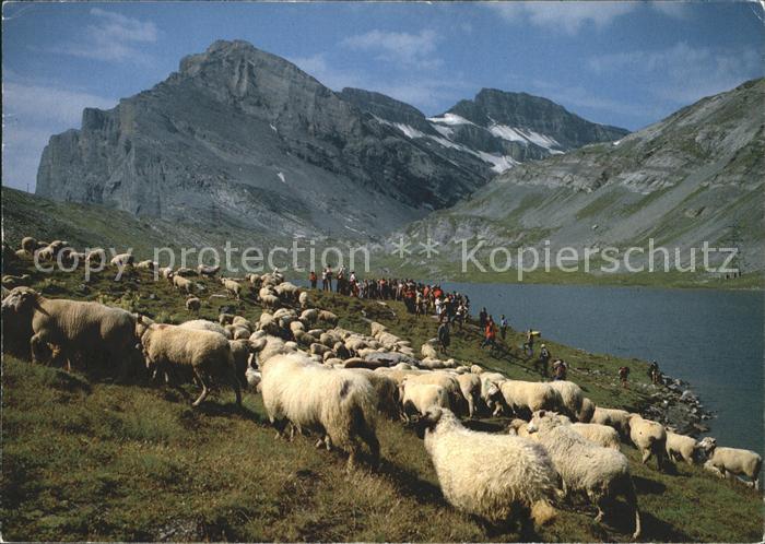 Schafe Schafherde Daubensee Gemmipass