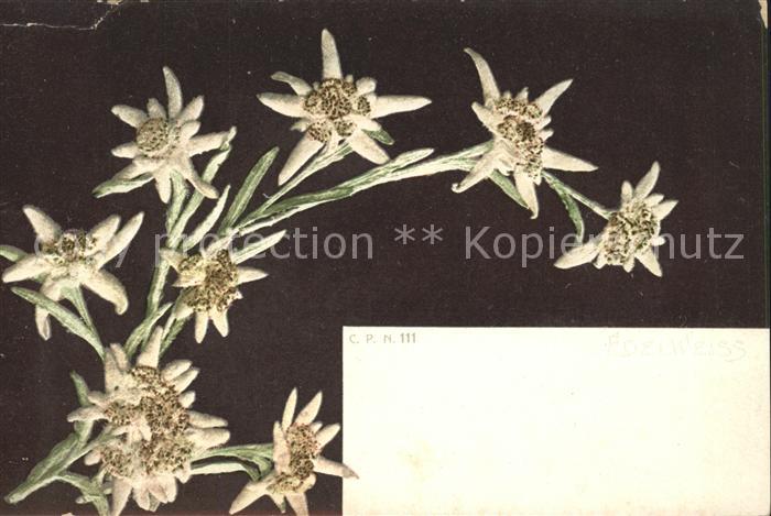 Edelweiss