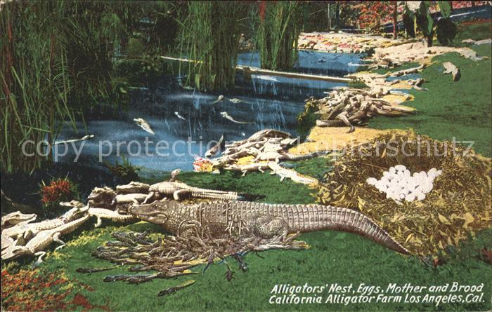 Krokodile Alligator's Nest Eggs California Alliga