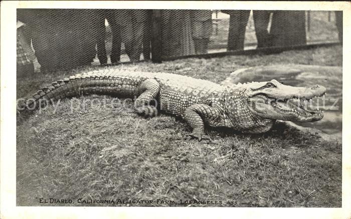 Krokodile El Diablo California Alligator Farm Los