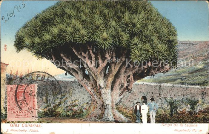 Baeume Trees Drago de la Laguna Islas Canarias