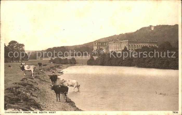 Chatsworth House Cow