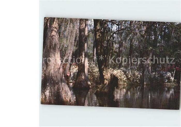 Baeume Trees Cypress Gardens Charleston