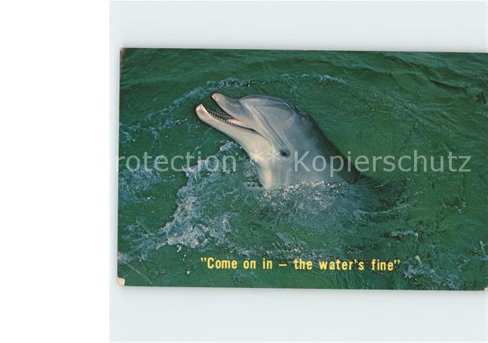 Delfine Delphine Dolphins Dauphins Delfi Florida