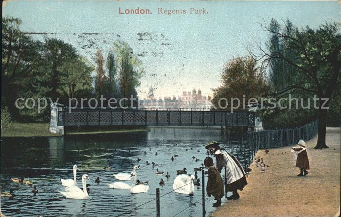 London Regents Park Swans