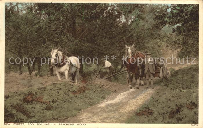 Foersterei New Forest Log Rolling Beachern Wood Pf
