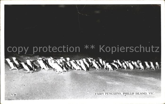 Pinguin Fairy Penguins Phillip Island