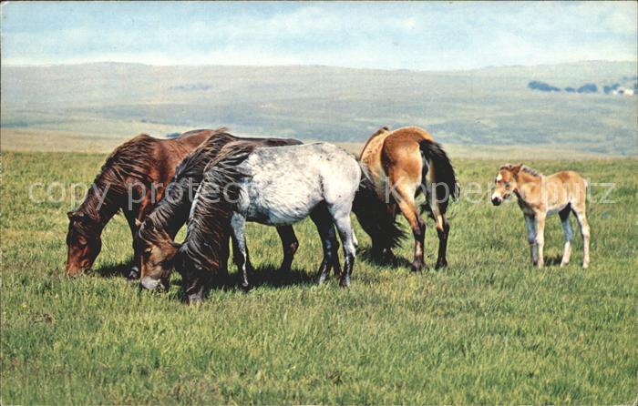 Pferde New Forest Ponies
