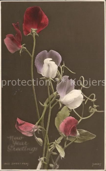 Blumen Duftende Platterbse