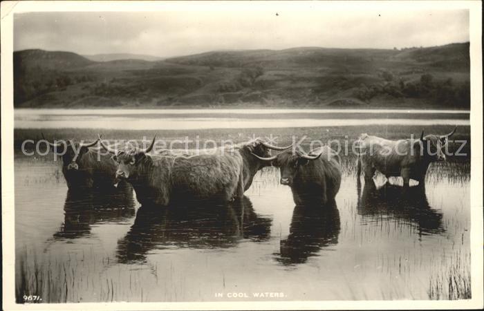 Tiere Schottische Hochlandrinder