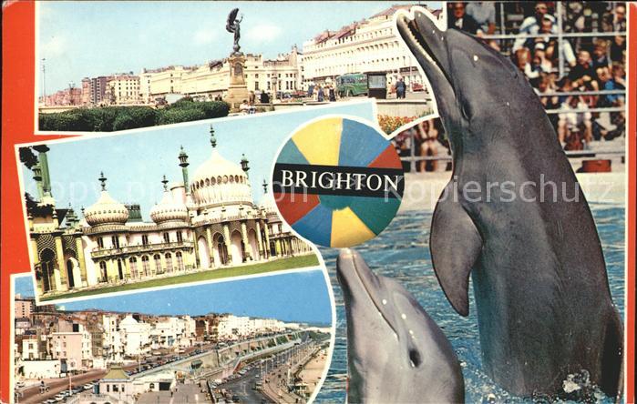 Delfine Delphine Dolphins Dauphins Delfines Brighton