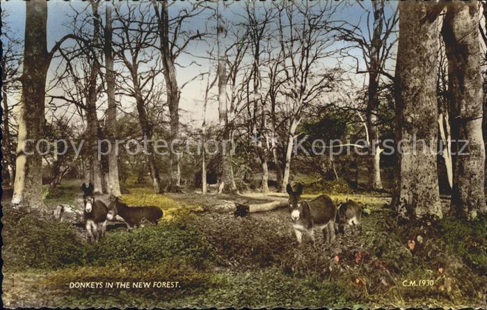 Esel Tiere Donkeys New Forest