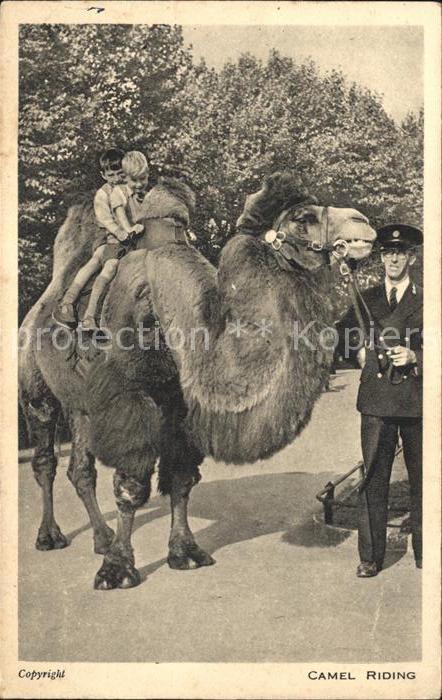 Kamel  Camel Chameau Camel Riding Kinder Regent's Park