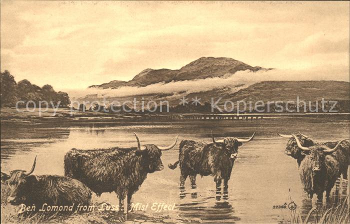 Tiere Schottische Hochlandrinder Ben Lomond M