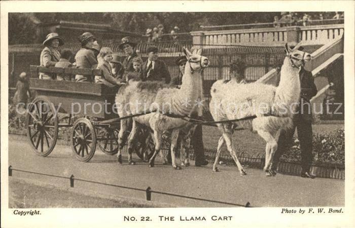 Tiere Lama Lamawagen Llama Cart