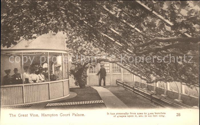 Richmond upon Thames The Great Vine Hampton Court Palace