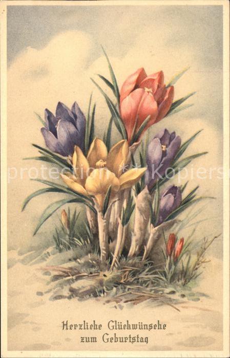 Geburtstag Krokus Krokusse