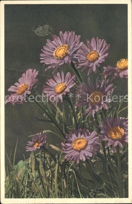 Blumen Alpenaster Aster alpinus Astro alpino