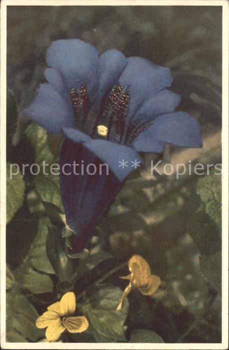 Blumen Stengelloser Enzian Gentiana acaulis
