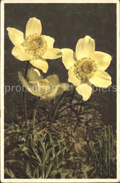 Blumen Schwefelgelbe Anemone Anemone sulfurea