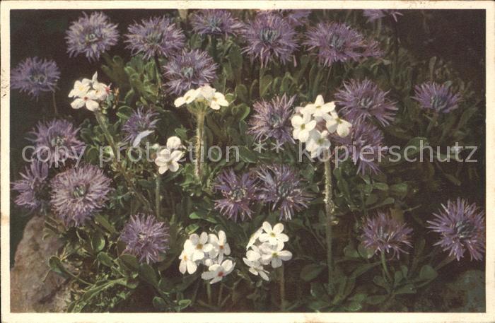 Blumen Herzblättrige Kugelblume Bewimperter Ma