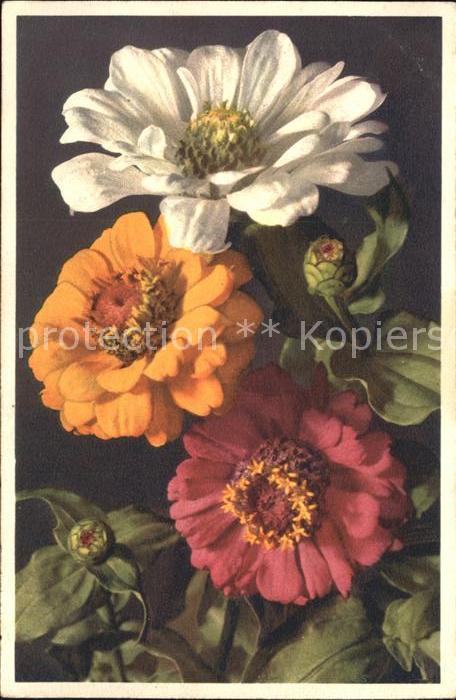 Blumen Zinnie Zinnia elegans