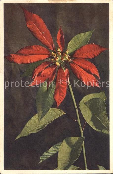 Blumen Weihnachtsstern Poinsettia pilcherrima