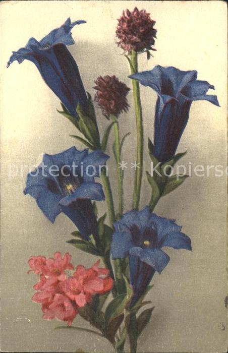 Blumen Enzian Alpenrosen Schwarze Kohlröschen