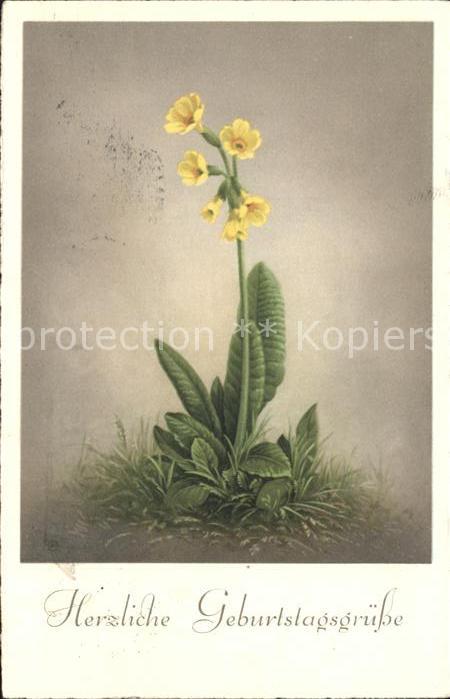 Geburtstag Schlüsselblume