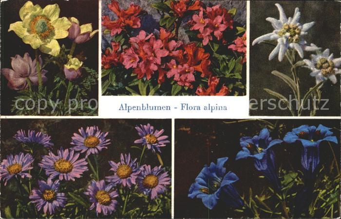 Blumen Enzian Edelweiss Alpenrosen Alpen-Aster