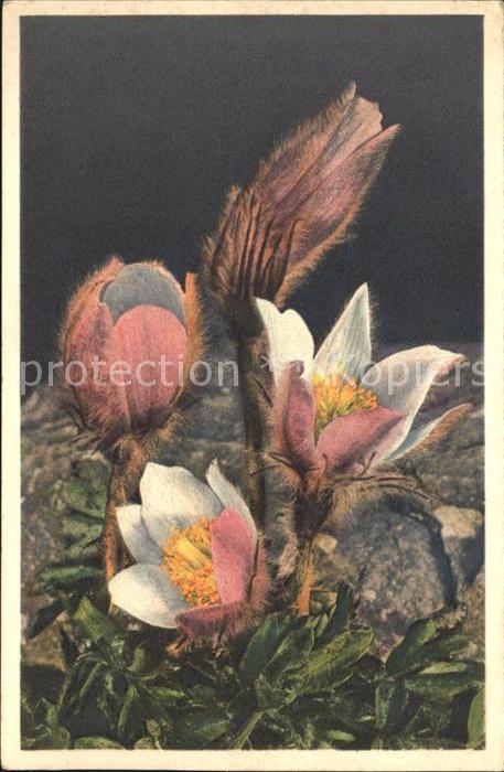 Blumen Pelzanemone Anemone vernalis