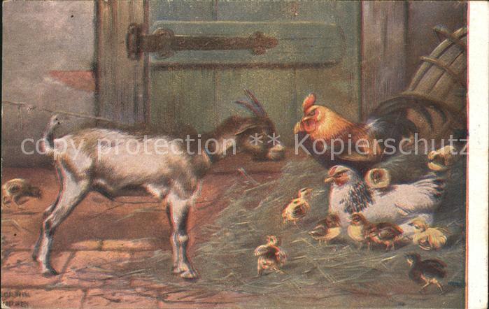 Ziege Huhn Hahn Küken