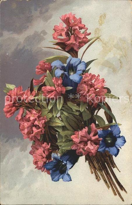 Verlag Photochromie Nr. 787 Serie 504 Alpenrosen Enziane