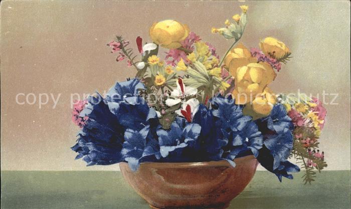Blumen Enzian Trollblumen