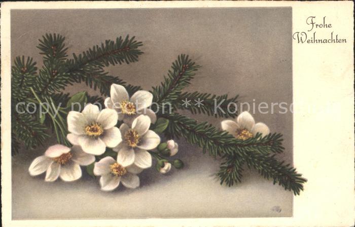 Weihnachten Christrose Schneerose