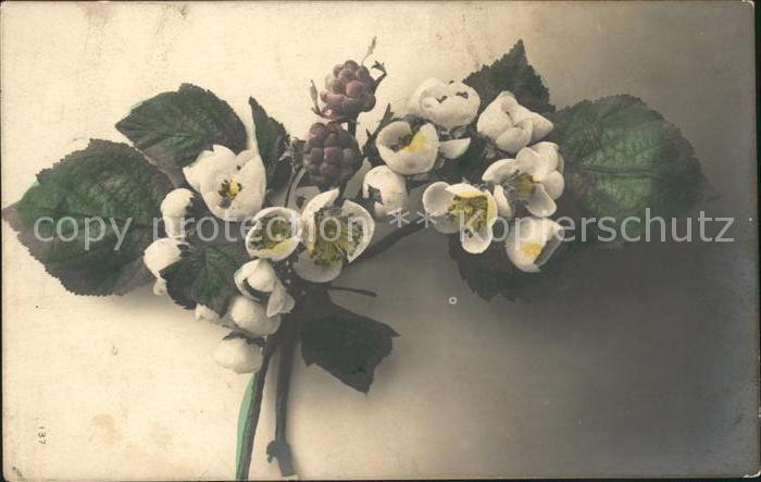 Blumen Foto-Fotocelere-Nr. 137