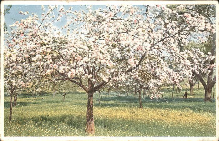 Kuenstlerkarte P. Hommel Frühlingspracht Baum