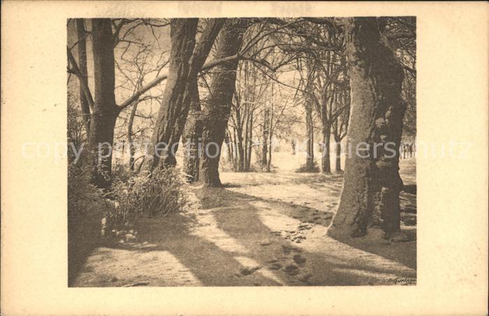 Baeume Trees Park im Winter Foto-A-Gurtner Nr. 4