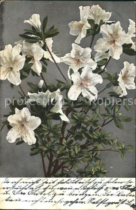 Blumen Lilien