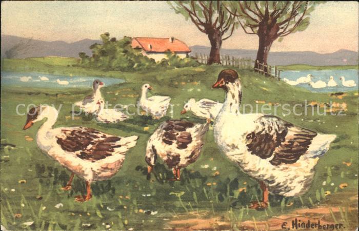 Kuenstlerkarte E. Hinderberger Gaense