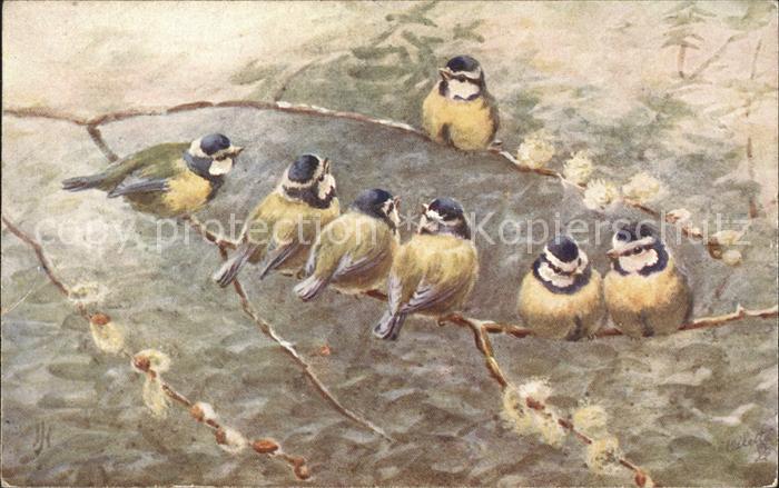 Verlag Tucks Oilette Nr. 9487 Blue Tit Blaumeisen